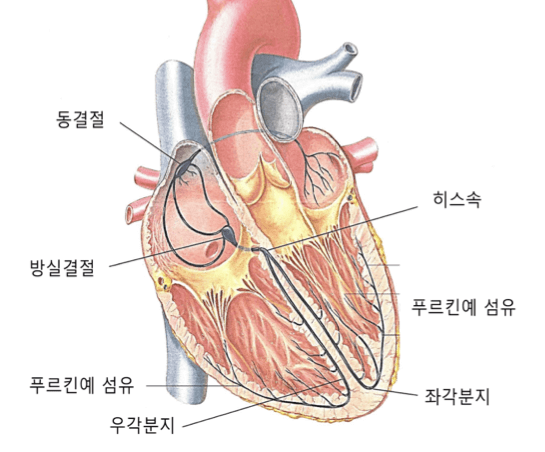동결절, 방실결정, 푸르킨예 섬유, 우각분지, 좌각분지, 푸르킨예 섬유, 히스속